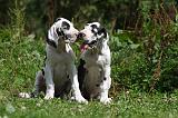 DOGUE ALLEMAND 242